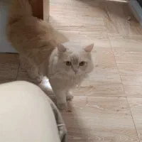 گربه پرشین|گربه|مشهد, ایثار|دیوار