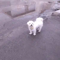 گمشده گمـشـده