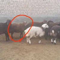 دو عدد نر و یکی ماه|حیوانات مزرعه|قوچان, |دیوار