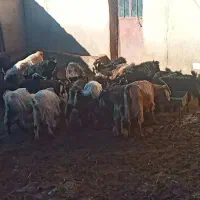 بز و بزغاله