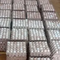 تخم مرغ محلی ۸۸۸