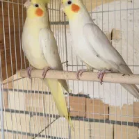 عروس هلندی