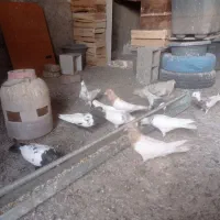 طوقی|پرنده|کرج, بهشت سکینه|دیوار