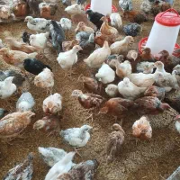 تخم مرغ نطفه دار|حیوانات مزرعه|رشت, استقامت ۲|دیوار