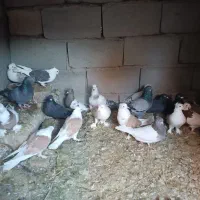 کبوتر|پرنده|ریگان, |دیوار