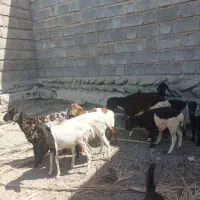 ۶ عدد قوچ و ۳عدد بره ماده آبستن ۲ یا ۳ ماه آبستن|حیوانات مزرعه|بندرعباس, |دیوار