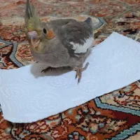دوعددعروس هولندی