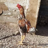 خروس لاری|حیوانات مزرعه|شیراز, باجگاه|دیوار