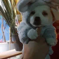 توله ۲ماهه اشپیتز پامر ماده