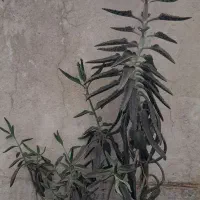 گل اشک تمساح