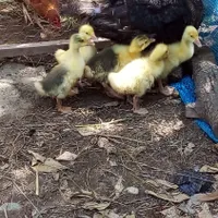 ۶ عدد جوجه قوغاز یک ماهه