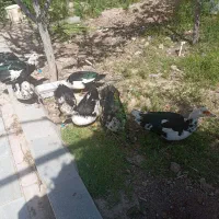 اردک اسرائیلی