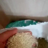 فروش نیم دانه درشت کامفیروز