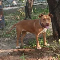 سگ پیتبول و امریکن بولی|سگ|تبریز, |دیوار