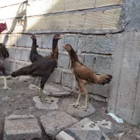 مرغ