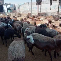 120 رس کاور تقلی و شیدار