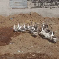 تعداد۱۹راس غاز