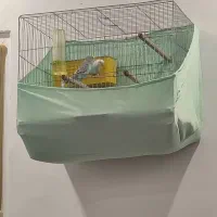 مرغ عشق مولد|پرنده|رودهن, |دیوار