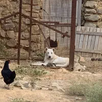 توله سرابی