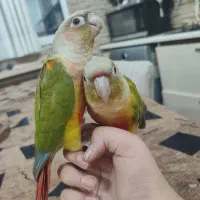 طوطی گرینچیک نروماده رام و سخنگو