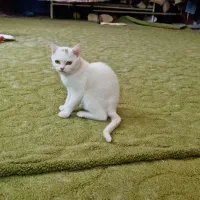 گربه اسکاتیش سفید ماده 9 ماهه