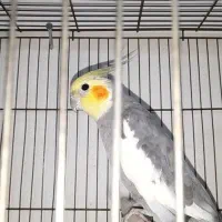 عروس هلندی نر سخنگو