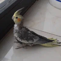 دو عدد عروس نر وماده دو ماهه