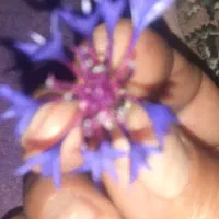 مسافر