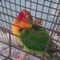 طوطی برزیلی