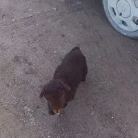 بره شیری ماده|حیوانات مزرعه|مشهد, ایثار|دیوار