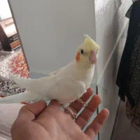 عروس هلندی|پرنده|شاهینشهر, گزبرخوار|دیوار