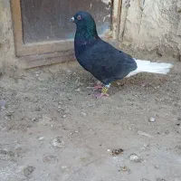 کبوتر دم سفید|پرنده|نیمروز, |دیوار