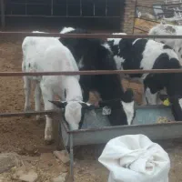 گوساله هلشتاین|حیوانات مزرعه|بوئین زهرا, |دیوار