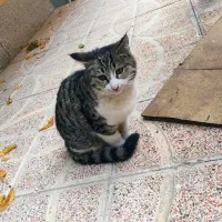 گربه پیدا شده