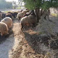 قوچ دو ساله درجه یک