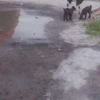 فروش بز با کهره