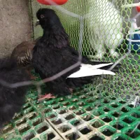 کبوتر کینگ|پرنده|قزوین, |دیوار