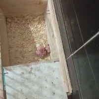 یک جفت عروس هلندی درجه یک با جوجه|پرنده|بومهن, |دیوار