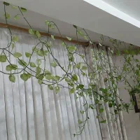 گل و گلدان پتوس|گل و گیاه طبیعی|قدس, شهرقدس|دیوار