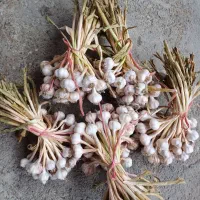 سیر محلی|خوردنی و آشامیدنی|ماسال, |دیوار
