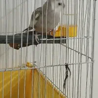 عروس هلندی سخنگو