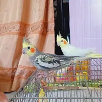 دو جفت عروس هلندی دستی وسخنگو|پرنده|آشخانه, |دیوار