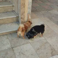 واگذاری سگ پامر و میکس پامر|سگ|پرند, فاز ۵|دیوار