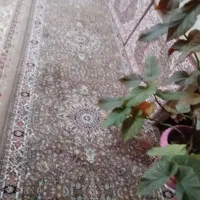 ۳ عدد فرش کناره پشتی نسکافه ای|فرش|مهاباد (آذربایجان غربی), |دیوار
