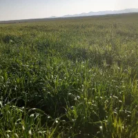 فروش گندم‌ نان