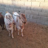 بز تکه دورگ