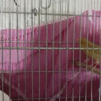 قناری ماده مست|پرنده|ری, دولت‌آباد|دیوار