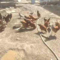 غاز نر.خروس محلی جوان|حیوانات مزرعه|هشتگرد, تهران دشت|دیوار