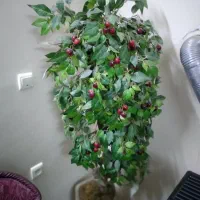 درختچه گیلاس مصنوعی