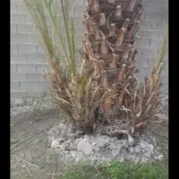 نخل|خدمات باغبانی و درختکاری|جهرم, |دیوار